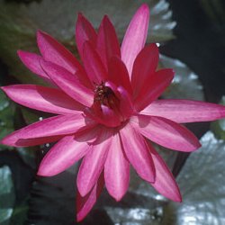 Lotus Flower