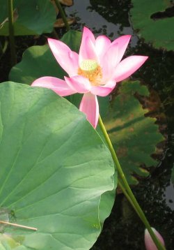 Lotus
